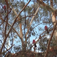 Eolophus roseicapilla at Rendezvous Creek, ACT - 1 Apr 2019