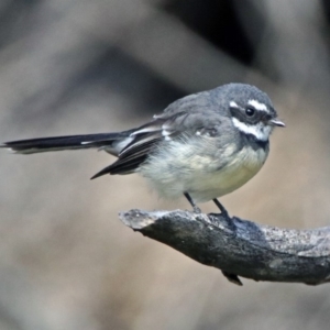 Rhipidura albiscapa at Rendezvous Creek, ACT - 1 Apr 2019