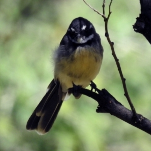 Rhipidura albiscapa at Rendezvous Creek, ACT - 1 Apr 2019