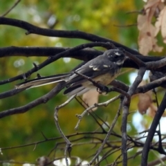 Rhipidura albiscapa at Rendezvous Creek, ACT - 1 Apr 2019