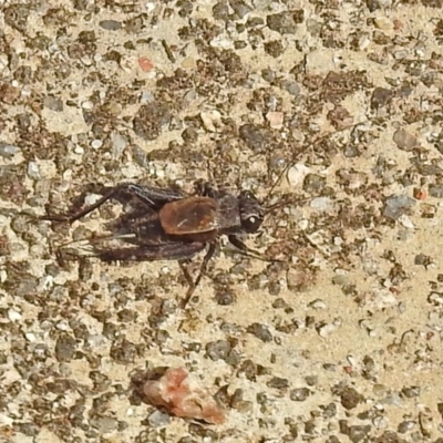 Bobilla sp. (genus) (A Small field cricket) at Namadgi National Park - 1 Apr 2019 by RodDeb