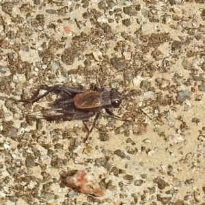 Bobilla sp. (genus) at Rendezvous Creek, ACT - 1 Apr 2019