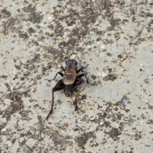 Bobilla sp. (genus) at Rendezvous Creek, ACT - 1 Apr 2019