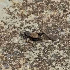 Bobilla sp. (genus) at Rendezvous Creek, ACT - 1 Apr 2019