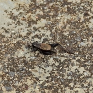 Bobilla sp. (genus) at Rendezvous Creek, ACT - 1 Apr 2019