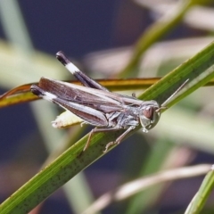 Caledia captiva (grasshopper) at Booth, ACT - 1 Apr 2019 by RodDeb