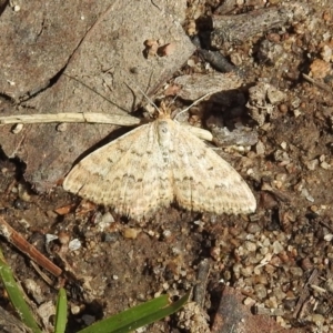 Scopula rubraria at Rendezvous Creek, ACT - 1 Apr 2019 02:04 PM