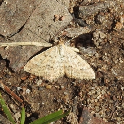 Scopula rubraria (Reddish Wave, Plantain Moth) at Namadgi National Park - 1 Apr 2019 by RodDeb