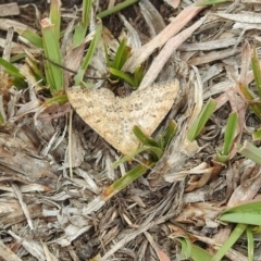 Scopula rubraria at Rendezvous Creek, ACT - 1 Apr 2019 02:04 PM