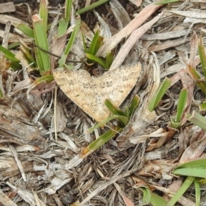 Scopula rubraria at Rendezvous Creek, ACT - 1 Apr 2019 02:04 PM