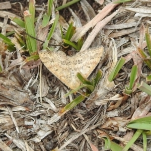 Scopula rubraria at Rendezvous Creek, ACT - 1 Apr 2019