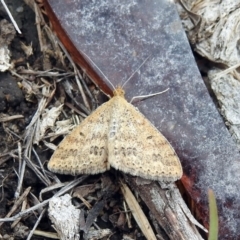 Scopula rubraria at Rendezvous Creek, ACT - 1 Apr 2019 02:04 PM