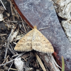 Scopula rubraria at Rendezvous Creek, ACT - 1 Apr 2019 02:04 PM