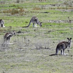 Macropus giganteus (Eastern Grey Kangaroo) at Namadgi National Park - 1 Apr 2019 by RodDeb