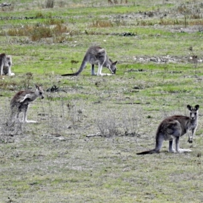 Macropus giganteus (Eastern Grey Kangaroo) at Rendezvous Creek, ACT - 1 Apr 2019 by RodDeb