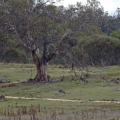 Macropus giganteus at Rendezvous Creek, ACT - 1 Apr 2019
