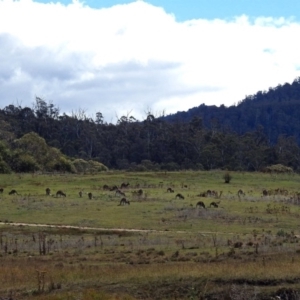 Macropus giganteus at Rendezvous Creek, ACT - 1 Apr 2019