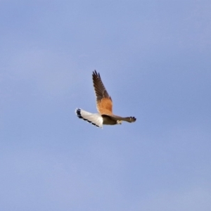 Falco cenchroides at Gordon, ACT - 1 Apr 2019 05:26 PM