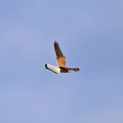 Falco cenchroides (Nankeen Kestrel) at Gordon, ACT - 1 Apr 2019 by RodDeb