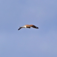 Falco cenchroides at Gordon, ACT - 1 Apr 2019 05:26 PM