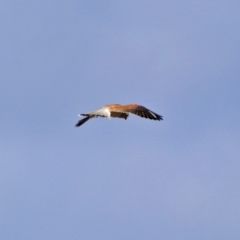 Falco cenchroides at Gordon, ACT - 1 Apr 2019