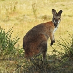 Notamacropus rufogriseus (Red-necked Wallaby) at Rendezvous Creek, ACT - 1 Apr 2019 by RodDeb