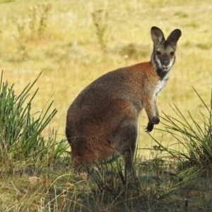 Notamacropus rufogriseus at Rendezvous Creek, ACT - 1 Apr 2019