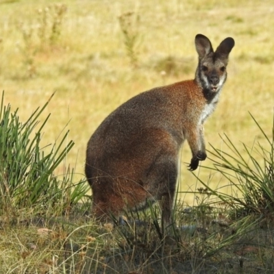 Notamacropus rufogriseus (Red-necked Wallaby) at Namadgi National Park - 1 Apr 2019 by RodDeb