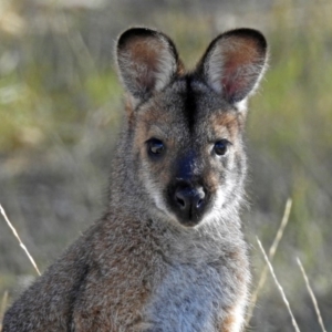 Notamacropus rufogriseus at Rendezvous Creek, ACT - 1 Apr 2019