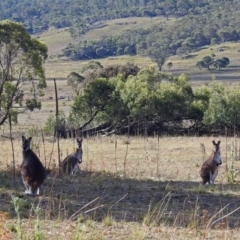 Notamacropus rufogriseus at Rendezvous Creek, ACT - 1 Apr 2019