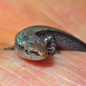 Lampropholis delicata at Macarthur, ACT - 2 Apr 2019 02:15 PM