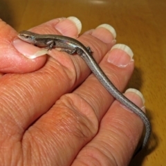 Lampropholis delicata at Macarthur, ACT - 2 Apr 2019