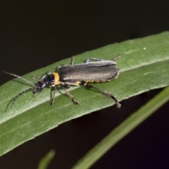 Chauliognathus lugubris (Plague Soldier Beetle) at Hackett, ACT - 29 Mar 2019 by AlisonMilton