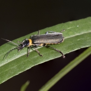 Chauliognathus lugubris at Hackett, ACT - 29 Mar 2019