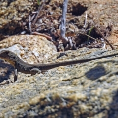 Intellagama lesueurii howittii at Booth, ACT - 1 Apr 2019 12:24 PM