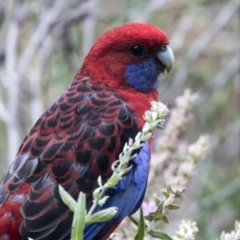 Platycercus elegans at Australian National University - 29 Mar 2019