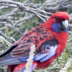 Platycercus elegans at Australian National University - 29 Mar 2019