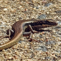 Eulamprus heatwolei (Yellow-bellied Water Skink) at Namadgi National Park - 1 Apr 2019 by RodDeb