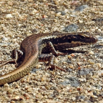 Eulamprus heatwolei (Yellow-bellied Water Skink) at Rendezvous Creek, ACT - 1 Apr 2019 by RodDeb