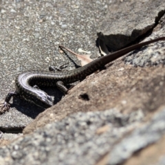 Eulamprus heatwolei at Rendezvous Creek, ACT - 1 Apr 2019 12:50 PM