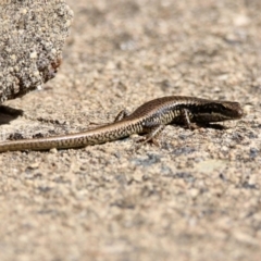 Eulamprus heatwolei at Rendezvous Creek, ACT - 1 Apr 2019