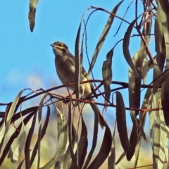 Caligavis chrysops (Yellow-faced Honeyeater) at Namadgi National Park - 1 Apr 2019 by RodDeb