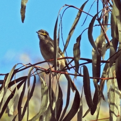 Caligavis chrysops (Yellow-faced Honeyeater) at Namadgi National Park - 1 Apr 2019 by RodDeb