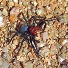 Missulena occatoria (Red-headed Mouse Spider) at Paddys River, ACT - 1 Apr 2019 by RodDeb