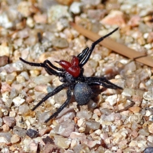 Missulena occatoria at Paddys River, ACT - 1 Apr 2019 11:38 AM