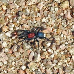 Missulena occatoria at Paddys River, ACT - 1 Apr 2019 11:38 AM