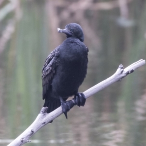 Phalacrocorax sulcirostris at Acton, ACT - 29 Mar 2019 03:58 PM