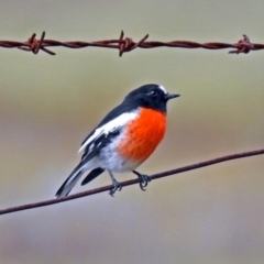 Petroica boodang (Scarlet Robin) at Rendezvous Creek, ACT - 1 Apr 2019 by RodDeb