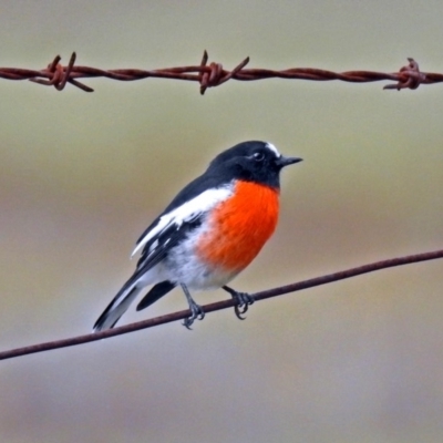 Petroica boodang (Scarlet Robin) at Rendezvous Creek, ACT - 1 Apr 2019 by RodDeb