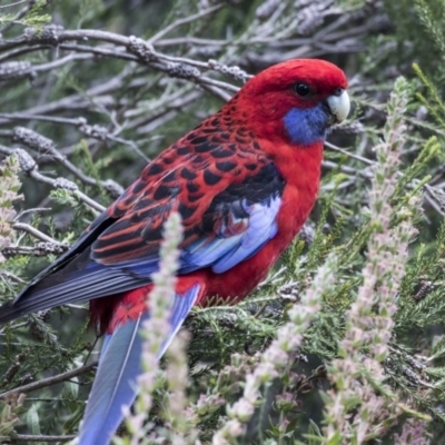 Platycercus elegans (Crimson Rosella) at Acton, ACT - 29 Mar 2019 by Alison Milton